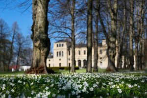 Vitsippor med slottet i bakgrunden